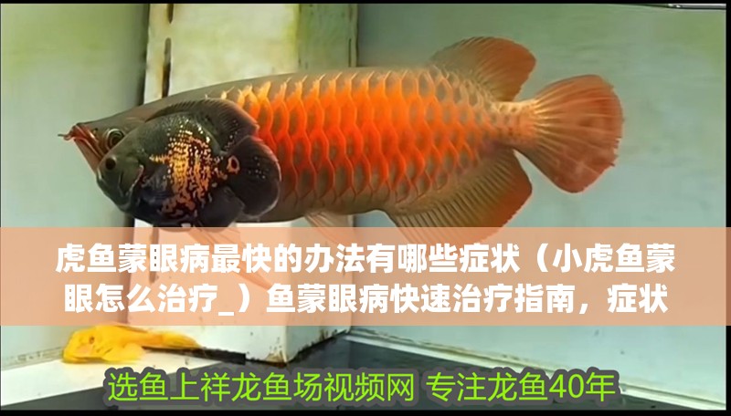 虎魚蒙眼病最快的辦法有哪些癥狀（小虎魚蒙眼怎么治療_）魚蒙眼病快速治療指南，癥狀