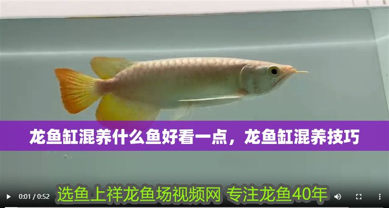 龍魚缸混養什么魚好看一點，龍魚缸混養技巧