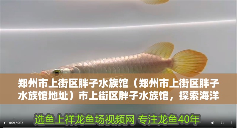 鄭州市上街區(qū)胖子水族館（鄭州市上街區(qū)胖子水族館地址）市上街區(qū)胖子水族館，探索海洋