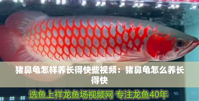 豬鼻龜怎樣養長得快些視頻：豬鼻龜怎么養長得快