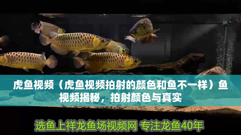 虎魚視頻（虎魚視頻拍射的顏色和魚不一樣）魚視頻揭秘，拍射顏色與真實