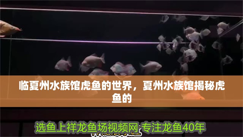 臨夏州水族館虎魚的世界，夏州水族館揭秘虎魚的