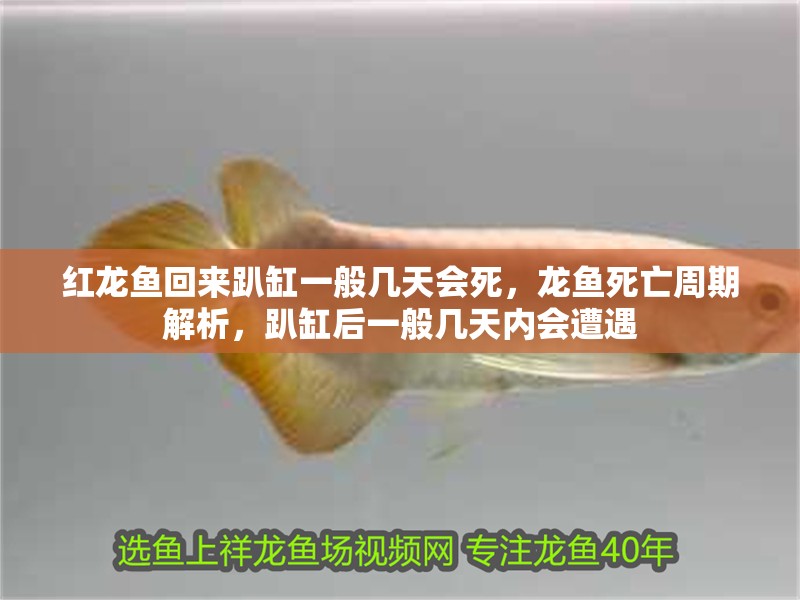 紅龍魚回來趴缸一般幾天會死，龍魚死亡周期解析，趴缸后一般幾天內(nèi)會遭遇