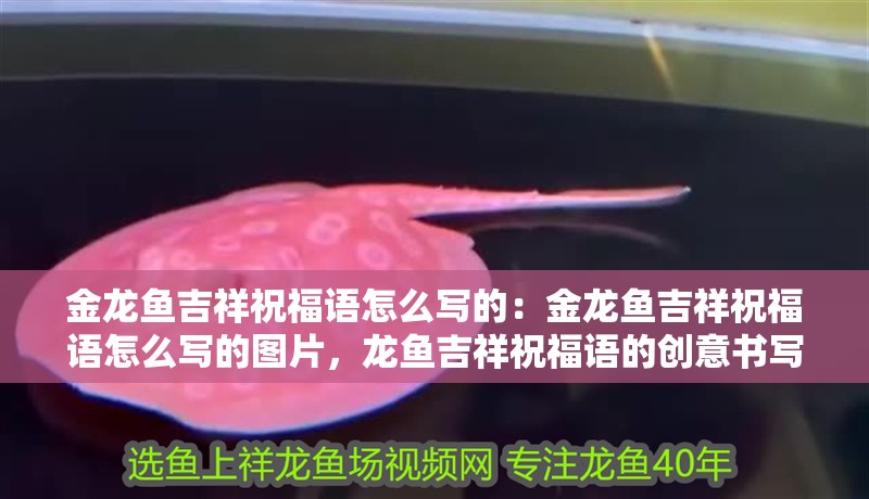 金龍魚吉祥祝福語怎么寫的：金龍魚吉祥祝福語怎么寫的圖片，龍魚吉祥祝福語的創意書寫與