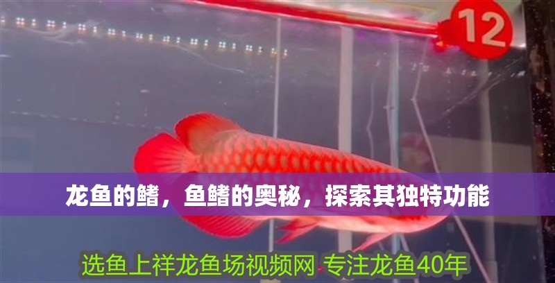 龍魚的鰭，魚鰭的奧秘，探索其獨特功能