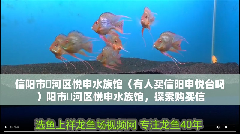 信陽市浉河區悅申水族館（有人買信陽申悅臺嗎）陽市浉河區悅申水族館，探索購買信
