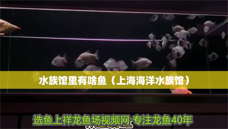 水族館里有啥魚（上海海洋水族館）