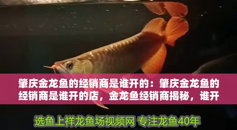 肇慶金龍魚的經銷商是誰開的：肇慶金龍魚的經銷商是誰開的店，金龍魚經銷商揭秘，誰開設了這家連鎖品牌店？