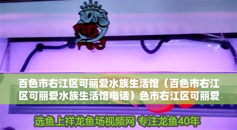 百色市右江區可麗愛水族生活館（百色市右江區可麗愛水族生活館電話）色市右江區可麗愛水族生活館，探索自然之美，體驗水族