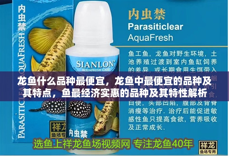 龍魚什么品種最便宜，龍魚中最便宜的品種及其特點，魚最經濟實惠的品種及其特性解析