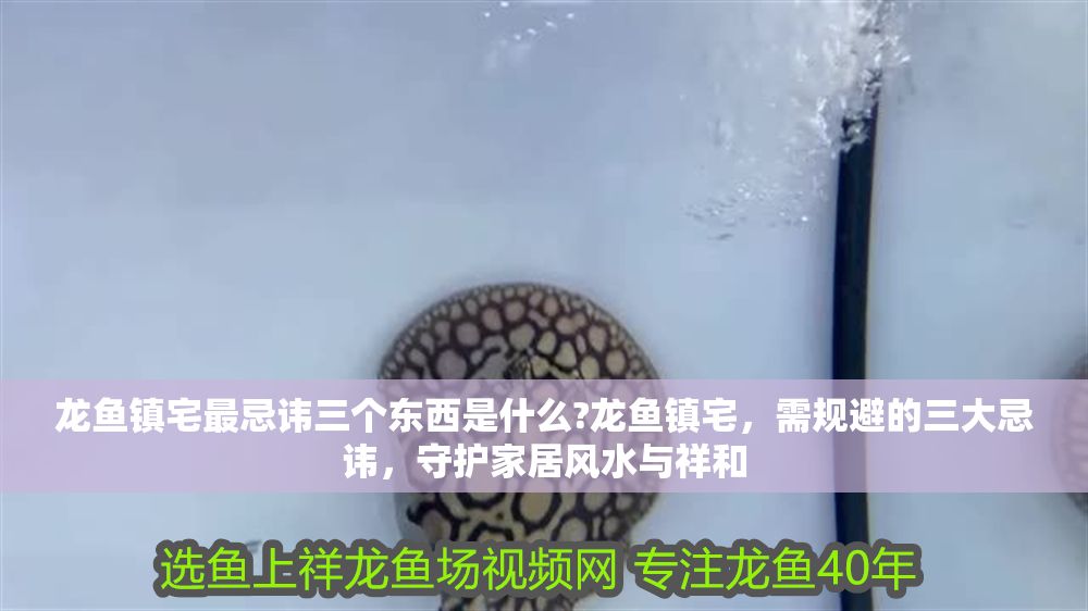 龍魚鎮宅最忌諱三個東西是什么?龍魚鎮宅，需規避的三大忌諱，守護家居風水與祥和