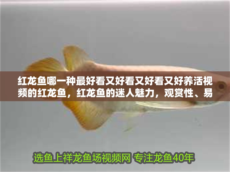 紅龍魚哪一種最好看又好看又好看又好養活視頻的紅龍魚，紅龍魚的迷人魅力，觀賞性、易養性與