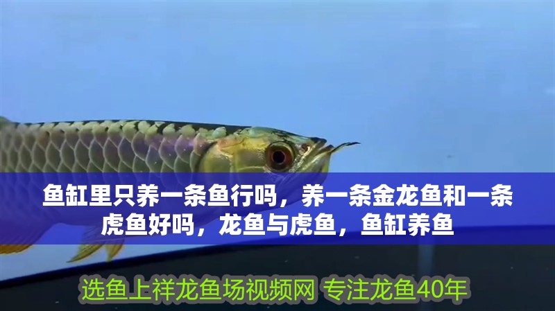 魚缸里只養(yǎng)一條魚行嗎，養(yǎng)一條金龍魚和一條虎魚好嗎，龍魚與虎魚，魚缸養(yǎng)魚