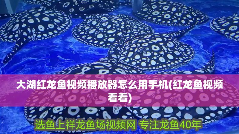 大湖紅龍魚視頻播放器怎么用手機(jī)(紅龍魚視頻看看)