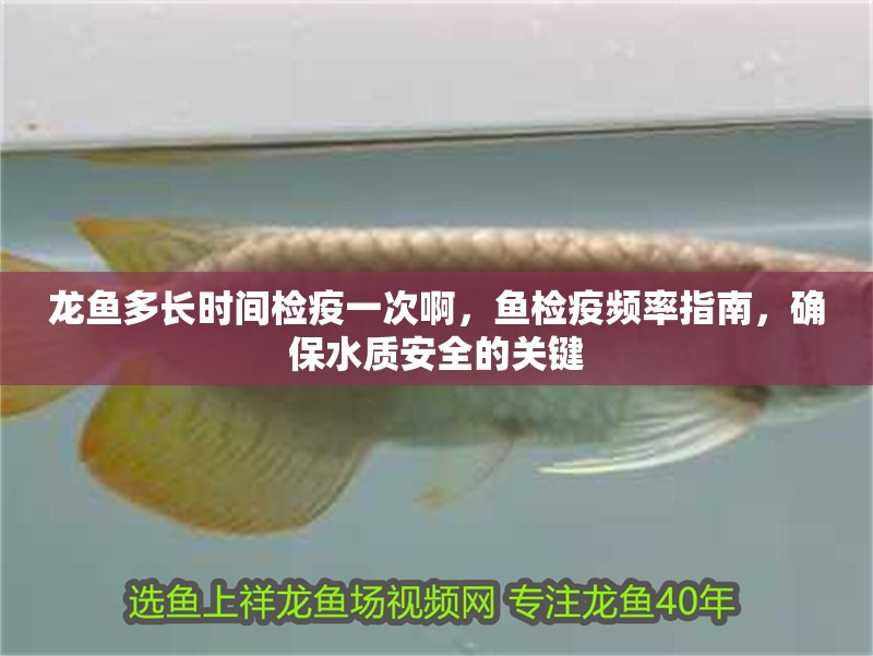 龍魚多長(zhǎng)時(shí)間檢疫一次啊，魚檢疫頻率指南，確保水質(zhì)安全的關(guān)鍵