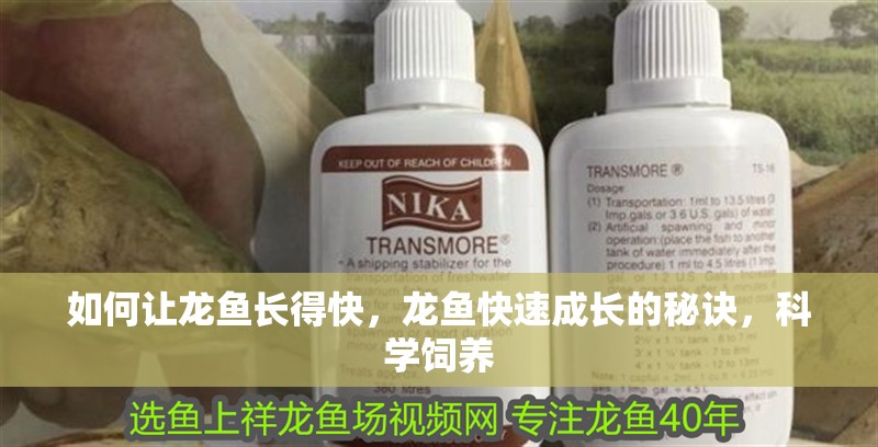 如何讓龍魚長得快，龍魚快速成長的秘訣，科學飼養