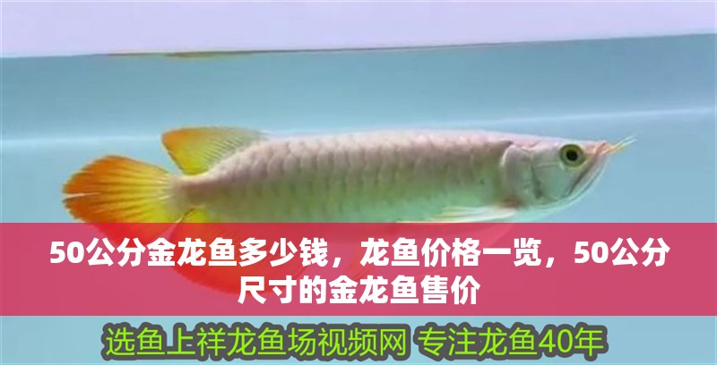 50公分金龍魚多少錢，龍魚價格一覽，50公分尺寸的金龍魚售價