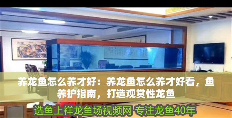 養(yǎng)龍魚怎么養(yǎng)才好：養(yǎng)龍魚怎么養(yǎng)才好看，魚養(yǎng)護指南，打造觀賞性龍魚 養(yǎng)龍魚怎么養(yǎng)才好：養(yǎng)龍魚怎么養(yǎng)才好看，魚養(yǎng)護指南，打造觀賞性龍魚 水族問答