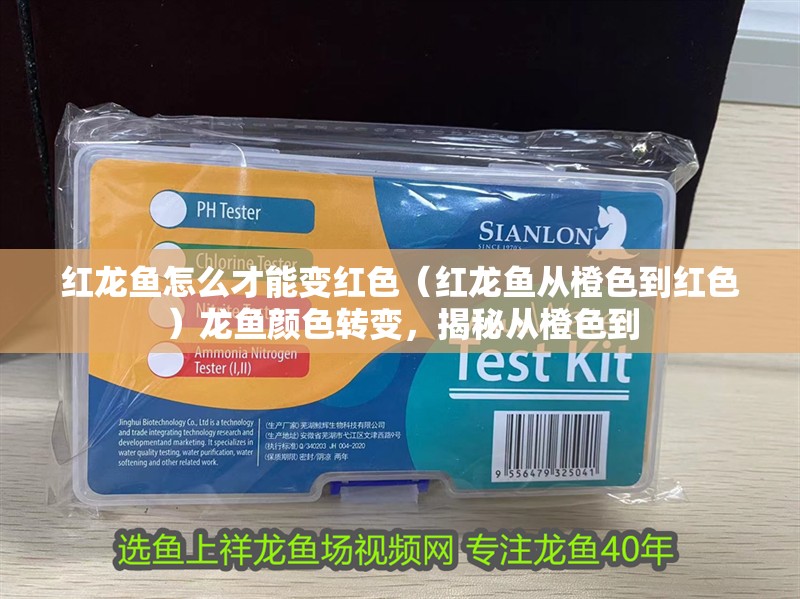 紅龍魚怎么才能變紅色（紅龍魚從橙色到紅色）龍魚顏色轉(zhuǎn)變，揭秘從橙色到