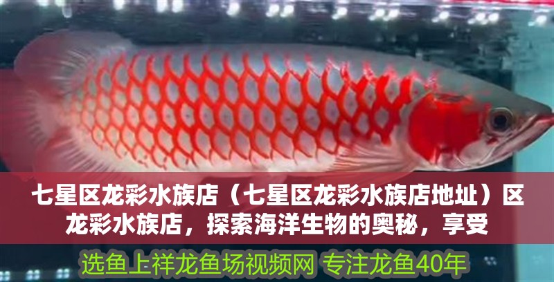 七星區龍彩水族店（七星區龍彩水族店地址）區龍彩水族店，探索海洋生物的奧秘，享受