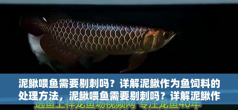 泥鰍喂魚需要剔刺嗎？詳解泥鰍作為魚飼料的處理方法，泥鰍喂魚需要剔刺嗎？詳解泥鰍作為魚飼料的正確處理方法