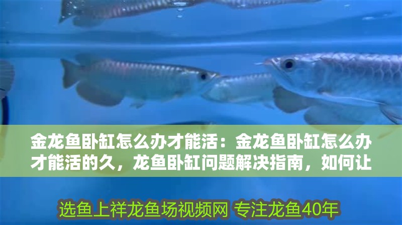 金龍魚(yú)臥缸怎么辦才能活：金龍魚(yú)臥缸怎么辦才能活的久，龍魚(yú)臥缸問(wèn)題解決指南，如何讓金龍魚(yú)活得 金龍魚(yú)臥缸怎么辦才能活：金龍魚(yú)臥缸怎么辦才能活的久，龍魚(yú)臥缸問(wèn)題解決指南，如何讓金龍魚(yú)活得 水族問(wèn)答