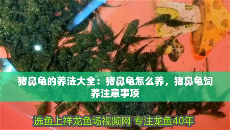 豬鼻龜的養法大全：豬鼻龜怎么養，豬鼻龜飼養注意事項