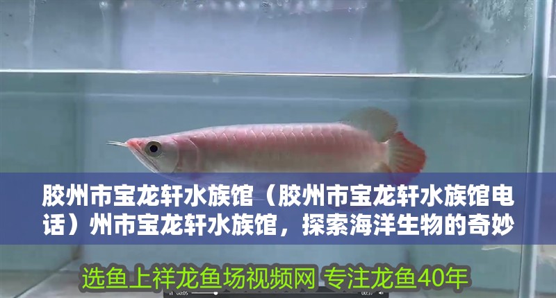 膠州市寶龍軒水族館（膠州市寶龍軒水族館電話）州市寶龍軒水族館，探索海洋生物的奇妙世界