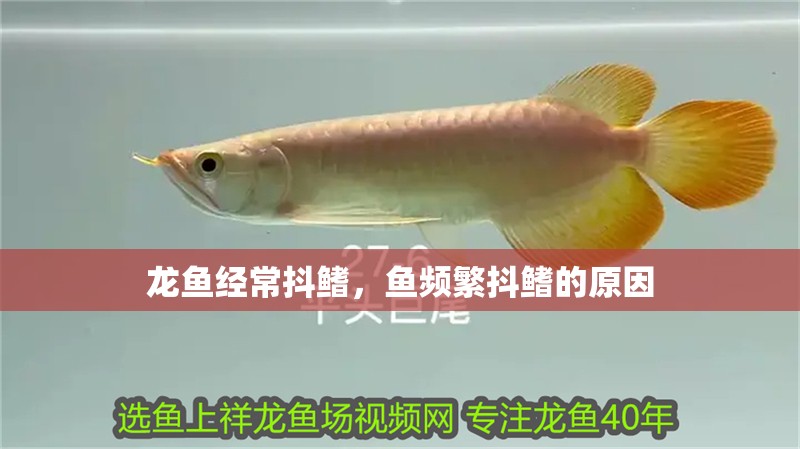 龍魚經(jīng)常抖鰭，魚頻繁抖鰭的原因