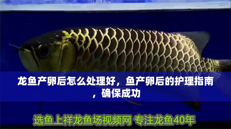 龍魚產卵后怎么處理好，魚產卵后的護理指南，確保成功