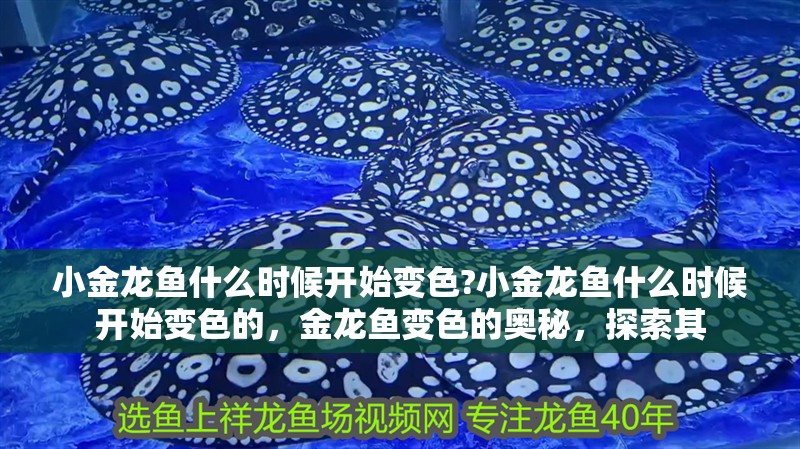 小金龍魚什么時候開始變色?小金龍魚什么時候開始變色的，金龍魚變色的奧秘，探索其