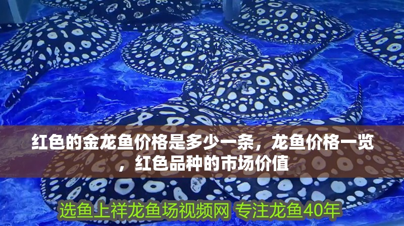 紅色的金龍魚價格是多少一條，龍魚價格一覽，紅色品種的市場價值