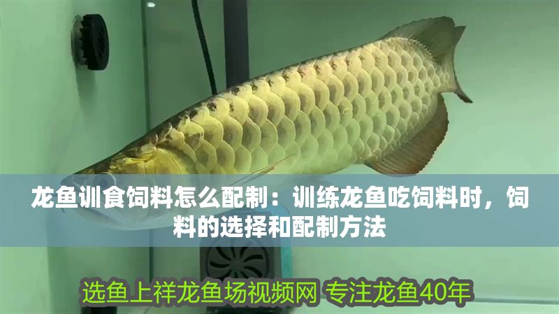 龍魚訓食飼料怎么配制：訓練龍魚吃飼料時，飼料的選擇和配制方法