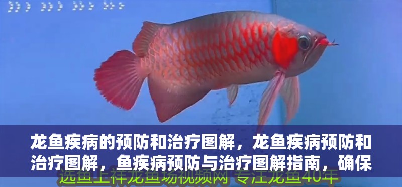 龍魚疾病的預防和治療圖解，龍魚疾病預防和治療圖解，魚疾病預防與治療圖解指南，確保水族箱健康