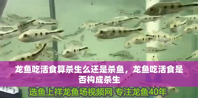 龍魚吃活食算殺生么還是殺魚，龍魚吃活食是否構成殺生 龍魚吃活食算殺生么還是殺魚，龍魚吃活食是否構成殺生 龍魚百科 第2張