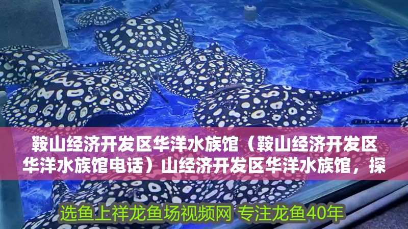 鞍山經濟開發區華洋水族館（鞍山經濟開發區華洋水族館電話）山經濟開發區華洋水族館，探索海洋奧秘的絕佳