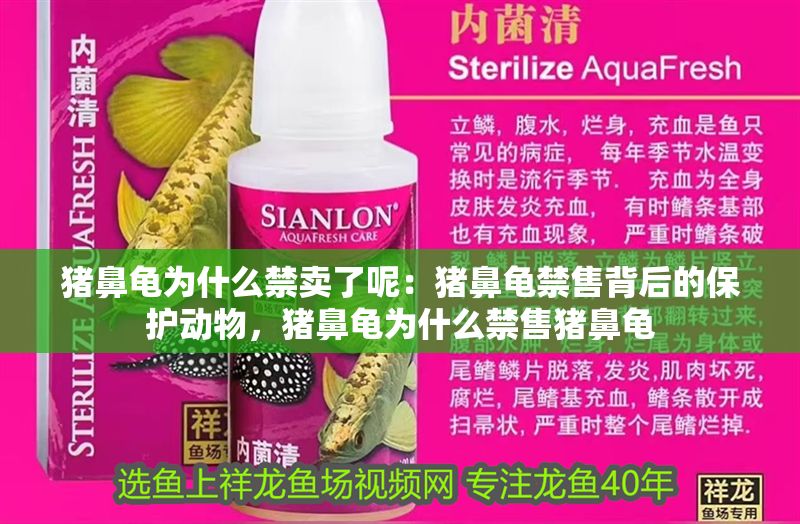 豬鼻龜為什么禁賣了呢：豬鼻龜禁售背后的保護動物，豬鼻龜為什么禁售豬鼻龜