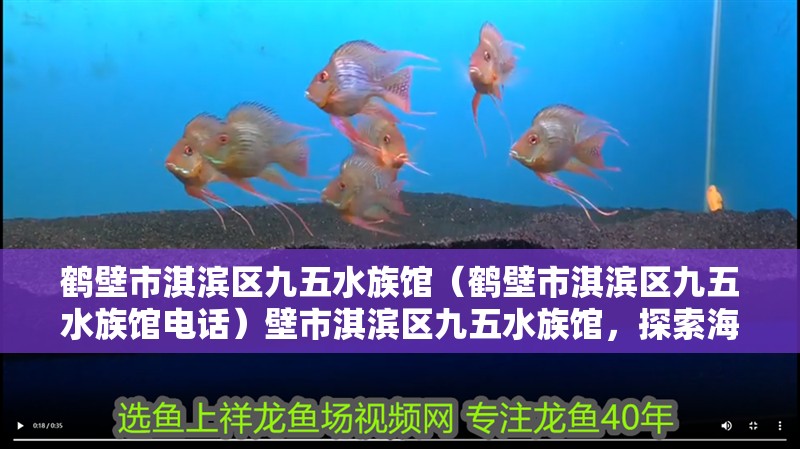 鶴壁市淇濱區九五水族館（鶴壁市淇濱區九五水族館電話）壁市淇濱區九五水族館，探索海洋生物