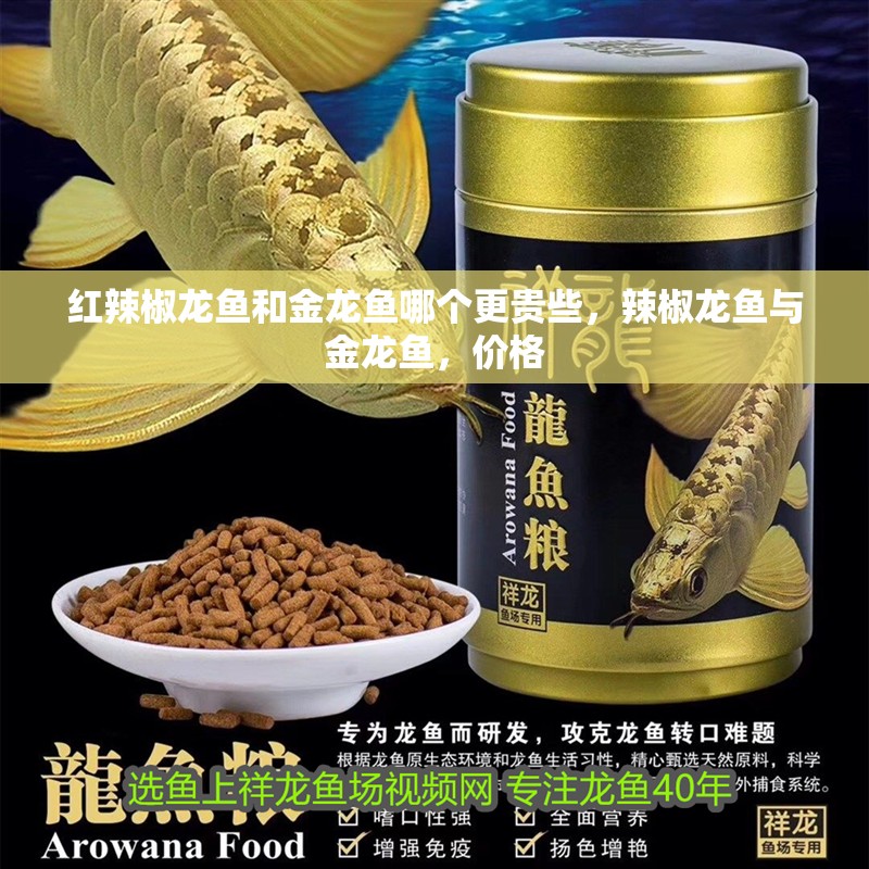 紅辣椒龍魚和金龍魚哪個更貴些，辣椒龍魚與金龍魚，價格