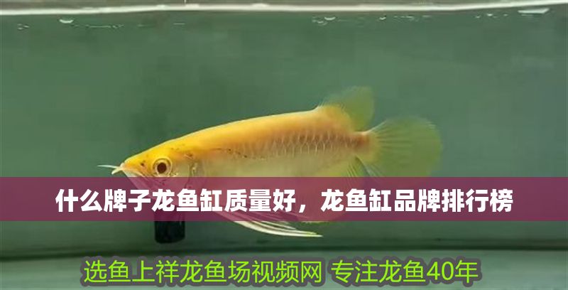 什么牌子龍魚缸質量好，龍魚缸品牌排行榜