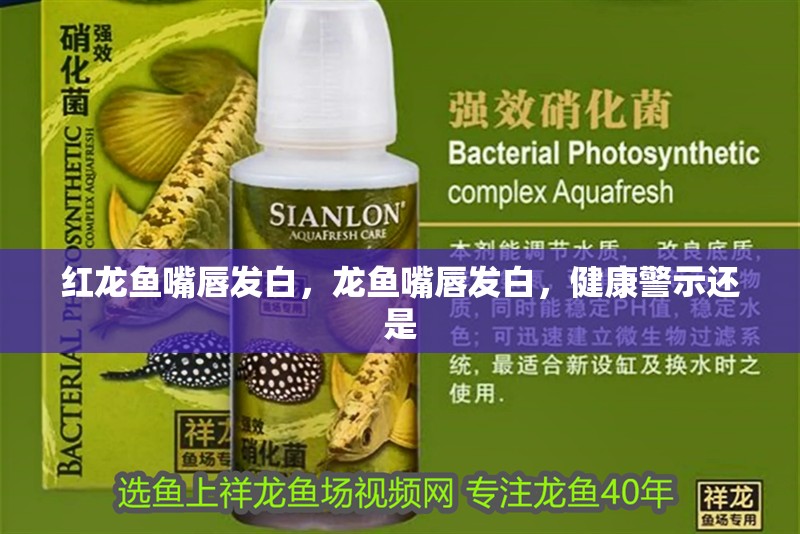 紅龍魚嘴唇發白，龍魚嘴唇發白，健康警示還是