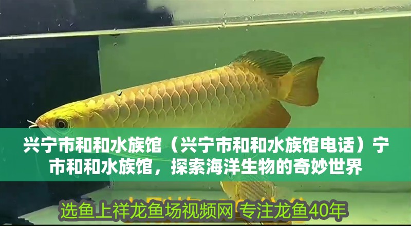 興寧市和和水族館(興寧市和和水族館電話)寧市和和水族館,探索海洋生物的奇妙世界 全國水族館企業名錄 第2張 興寧市和和水族館(興寧市和和水族館電話)寧市和和水族館,探索海洋生物的奇妙世界 興寧市和和水族館(興寧市和和水族館電話)寧市和和水族館,探索海洋生物的奇妙世界 全國水族館企業名錄 第2張