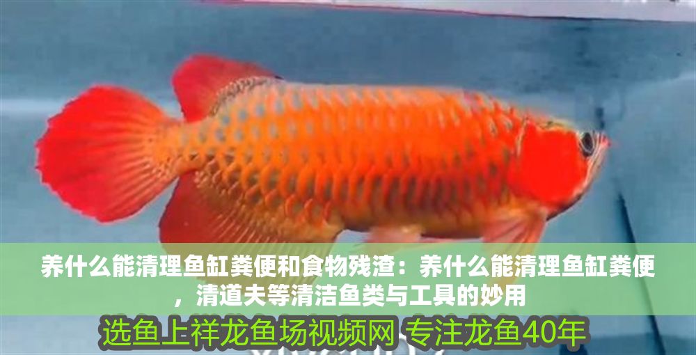 養什么能清理魚缸糞便和食物殘渣：養什么能清理魚缸糞便，清道夫等清潔魚類與工具的妙用