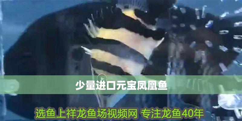 少量進口元寶鳳凰魚
