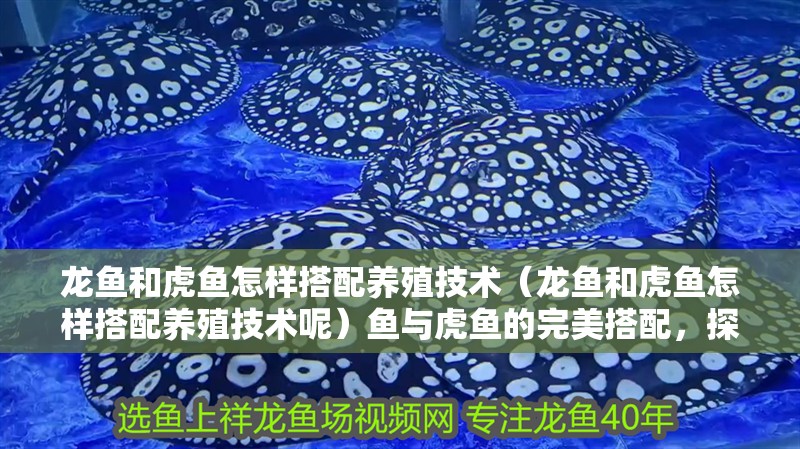 龍魚(yú)和虎魚(yú)怎樣搭配養(yǎng)殖技術(shù)（龍魚(yú)和虎魚(yú)怎樣搭配養(yǎng)殖技術(shù)呢）魚(yú)與虎魚(yú)的完美搭配，探索養(yǎng)殖技術(shù)與和諧共存