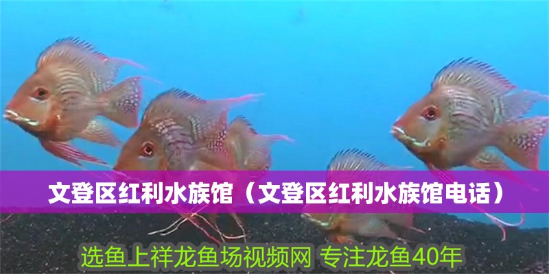 文登區紅利水族館（文登區紅利水族館電話）