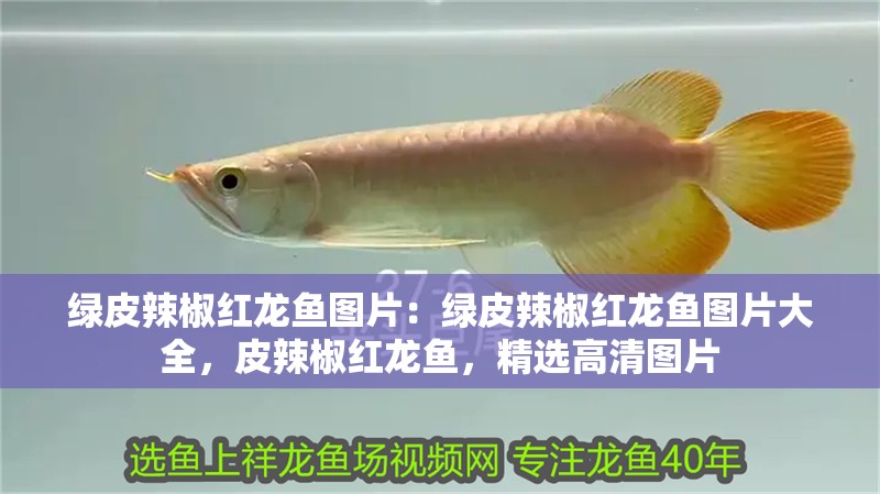 綠皮辣椒紅龍魚圖片：綠皮辣椒紅龍魚圖片大全，皮辣椒紅龍魚，精選高清圖片