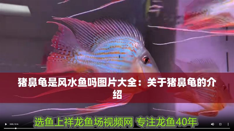 豬鼻龜是風水魚嗎圖片大全：關于豬鼻龜的介紹