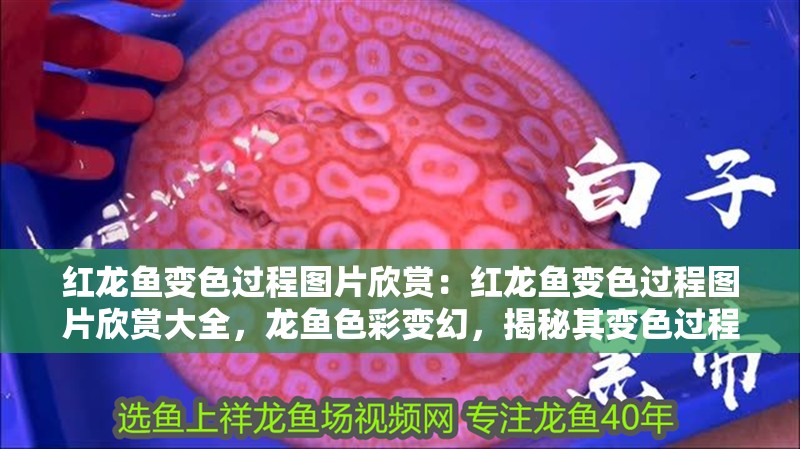 紅龍魚變色過程圖片欣賞：紅龍魚變色過程圖片欣賞大全，龍魚色彩變幻，揭秘其變色過程