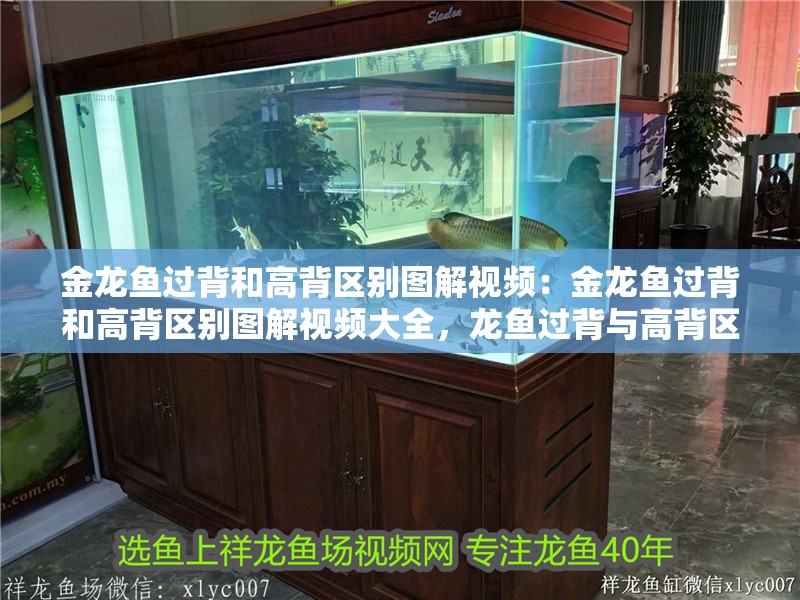 金龍魚過背和高背區別圖解視頻：金龍魚過背和高背區別圖解視頻大全，龍魚過背與高背區別詳解，圖解視頻大全